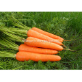 Size L fresh carrot